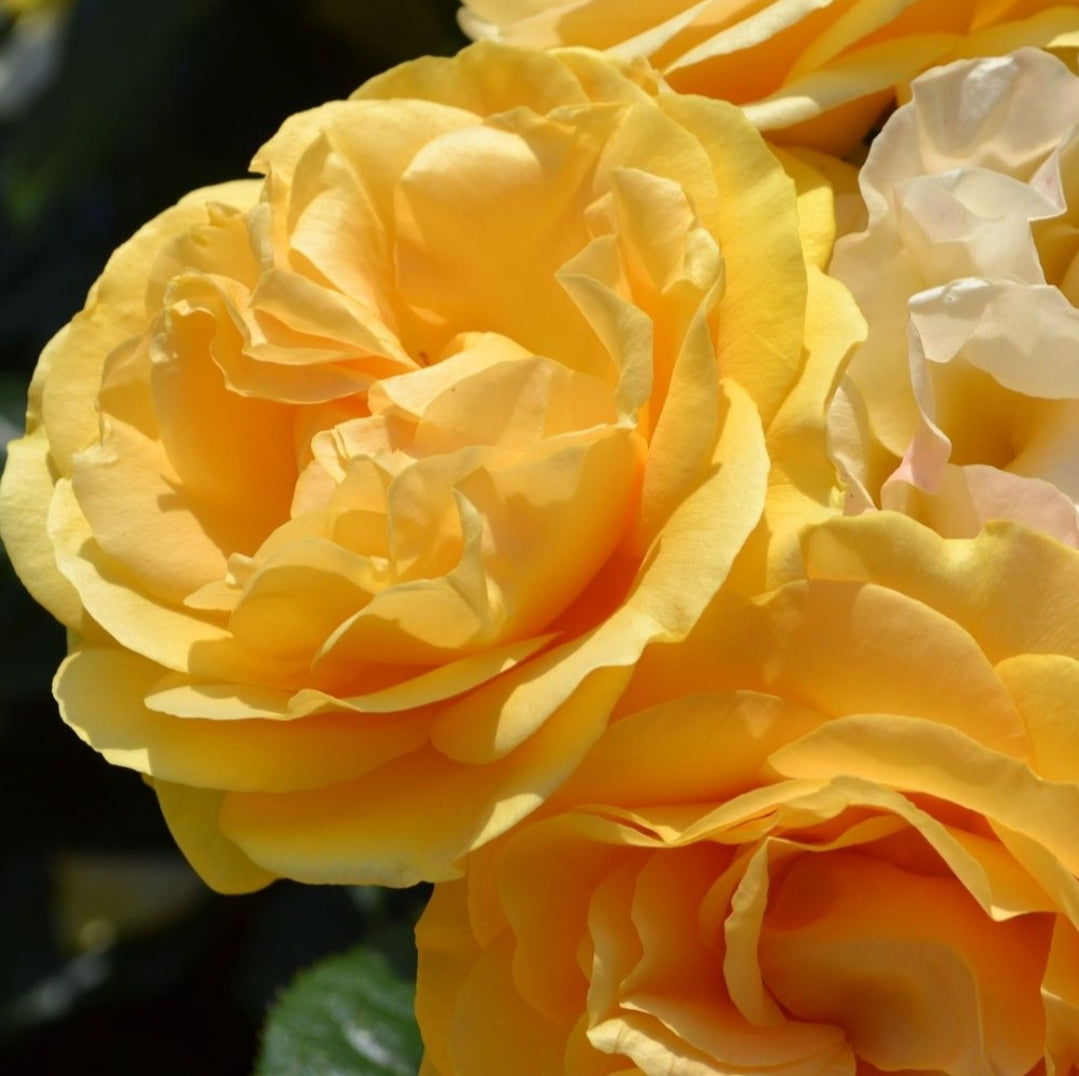 Absolutely Fabulous | Floribunda | 4L Potted Rose (PRE ORDER FOR DECEMBER)