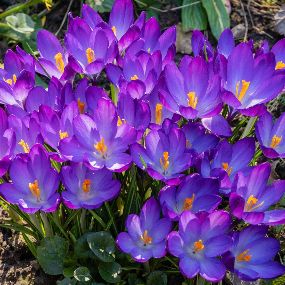 Specie Crocus 'Ruby Giant' (12 Bulbs)