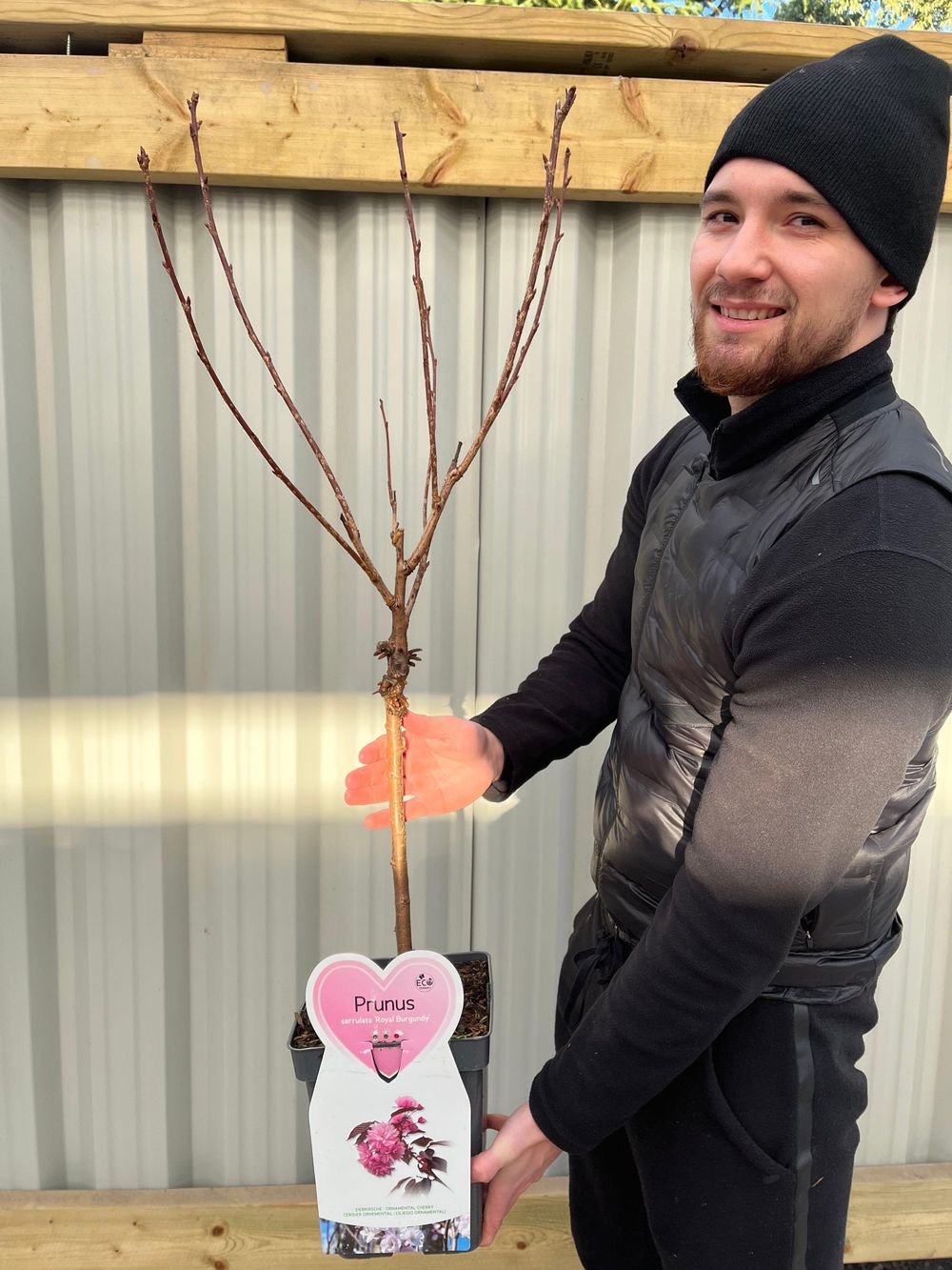 Ornamental Flowering Cherry Blossom Tree Dwarf - Prunus serrulata 'Royal Burgundy' 1m