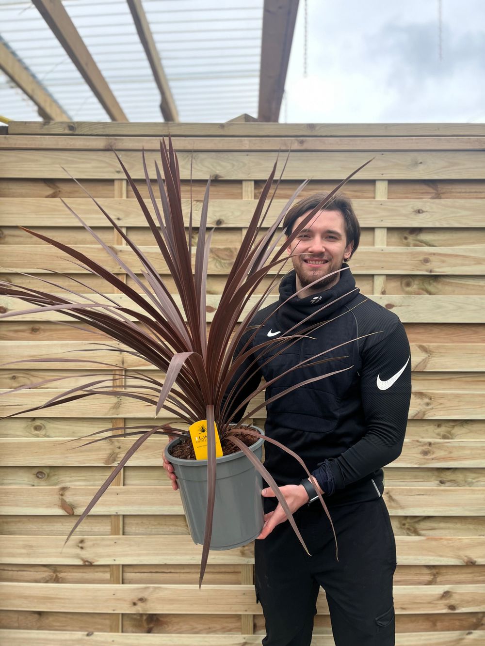 Cordyline australis Red Star | 1m