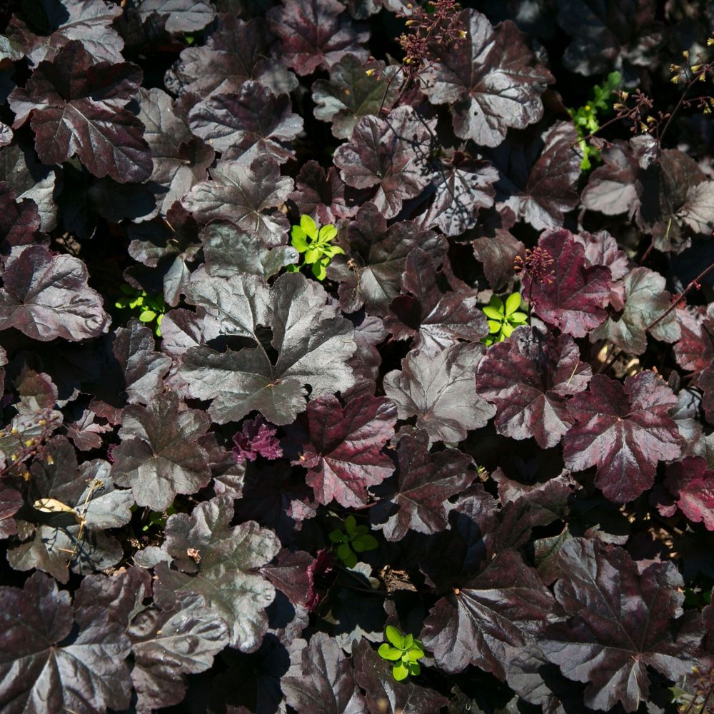 Heuchera 'Dark Secret' 2L