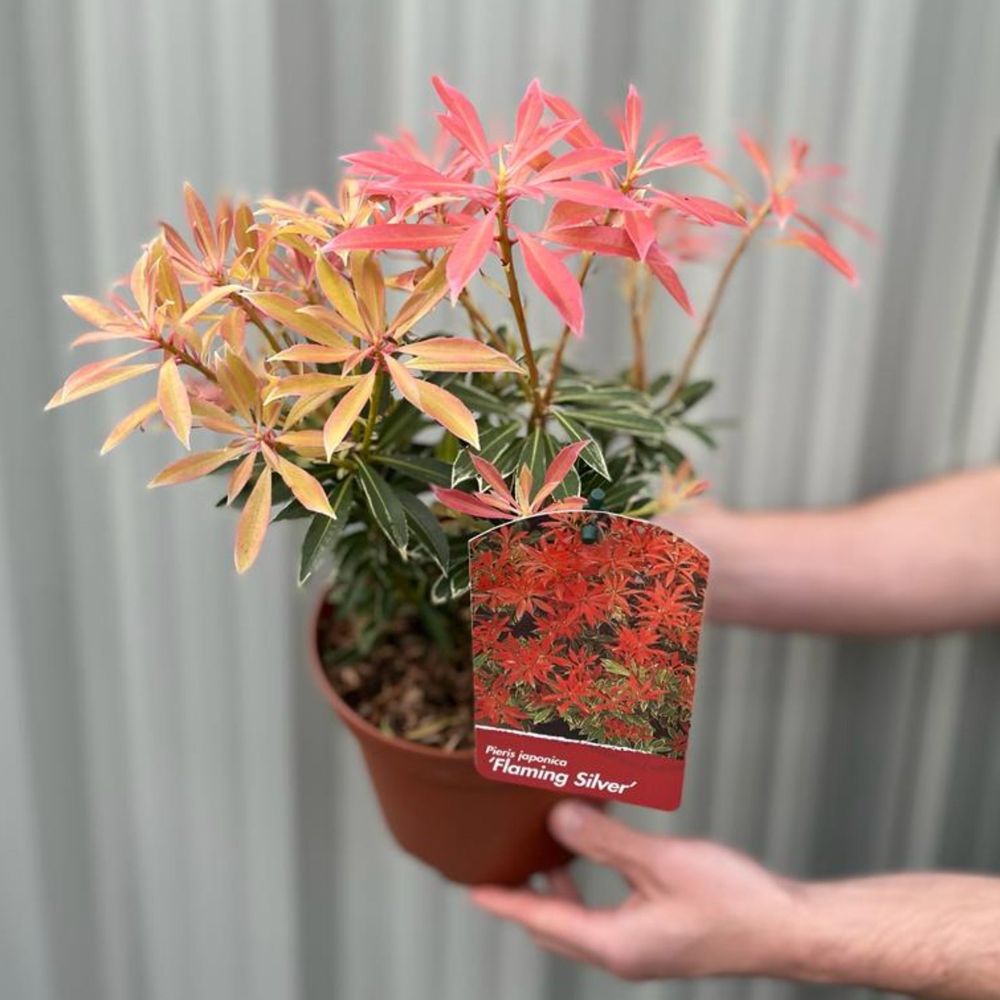 Pieris Japonica ‘Flaming Silver’ 2L