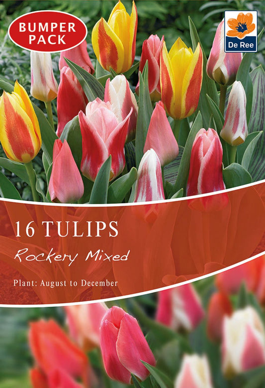 Tulip Dwarf Rockery Mixed Bulbs 16 Bulbs