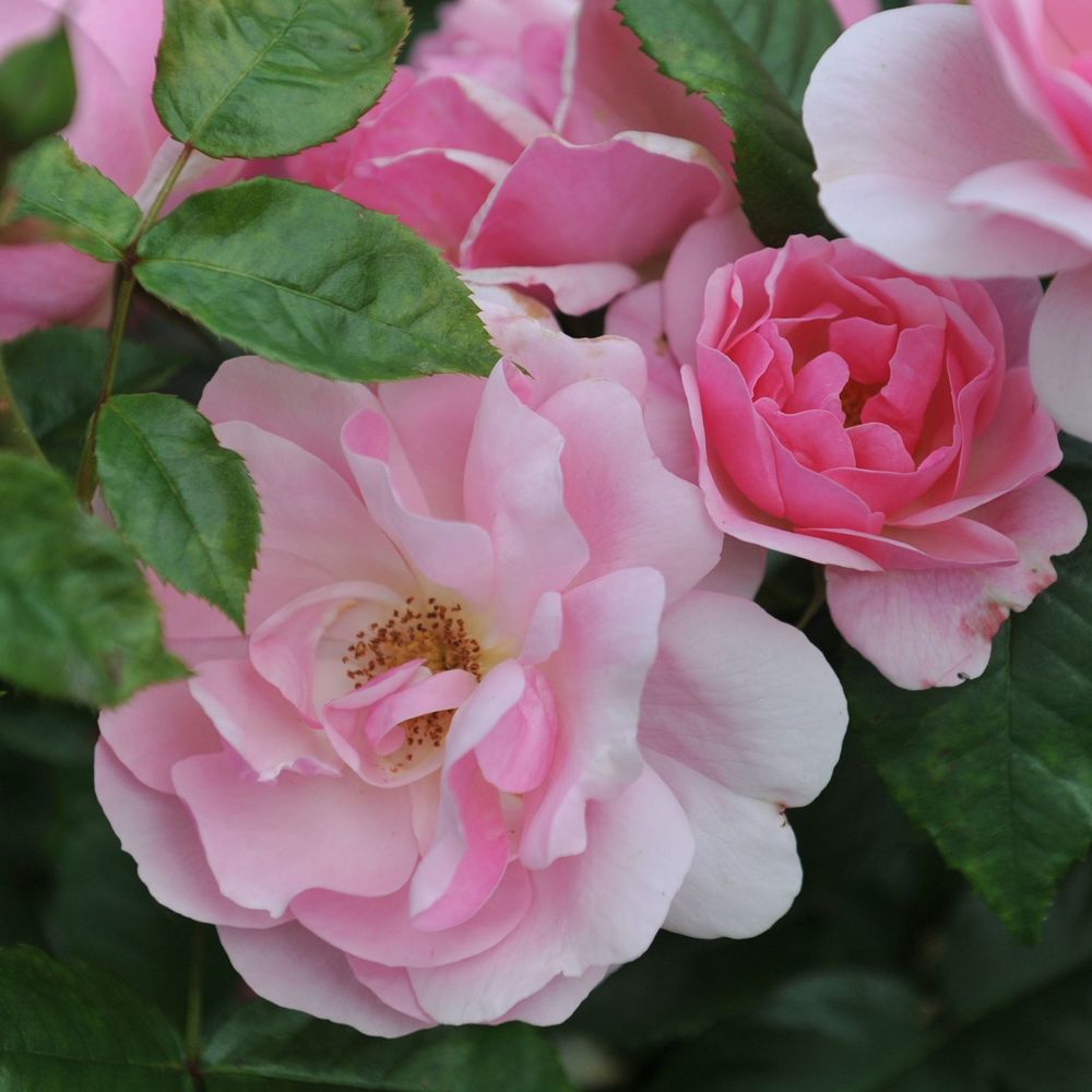 Rose Fragrant Delight | Floribunda Rose | 4L Potted Rose(PRE ORDER FOR DECEMBER)