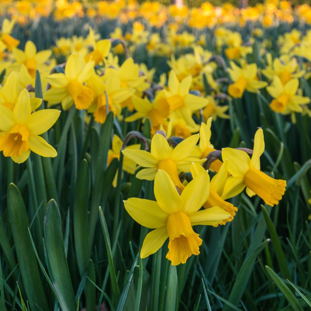 40 Dwarf Daffodil Bulbs Including Scented Daffodils