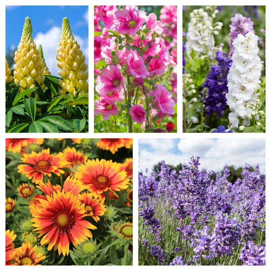 5 Perennials for a Sunny Site