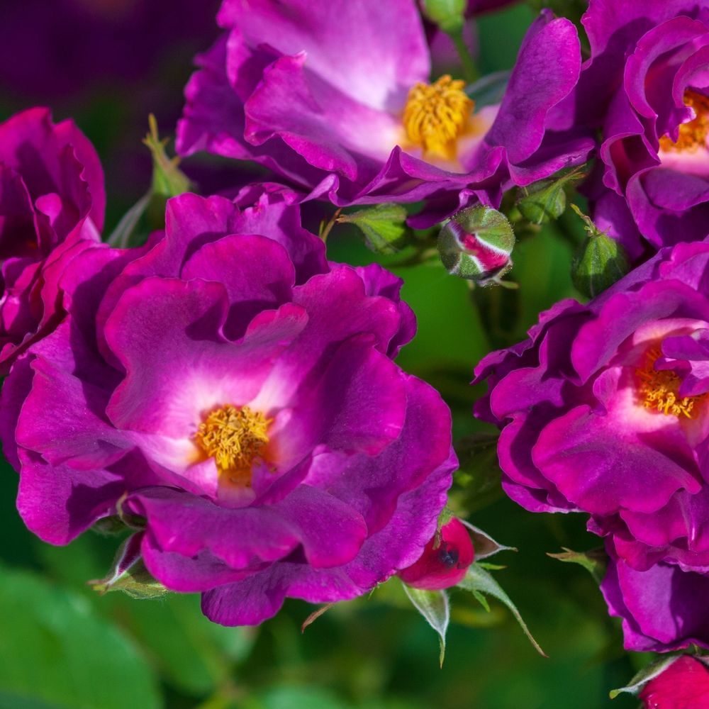 Rose Rhapsody in Blue | Floribunda Rose | 4L Potted Rose (PRE ORDER FOR DECEMBER)