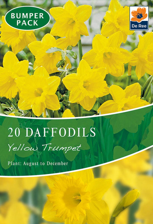 Daffodil 'Yellow Trumpet' (20 Bulbs)