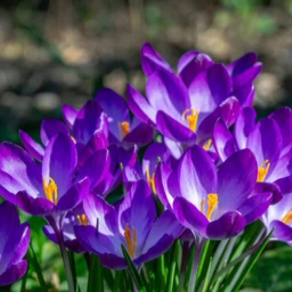 Specie Crocus 'Ruby Giant' (12 Bulbs)