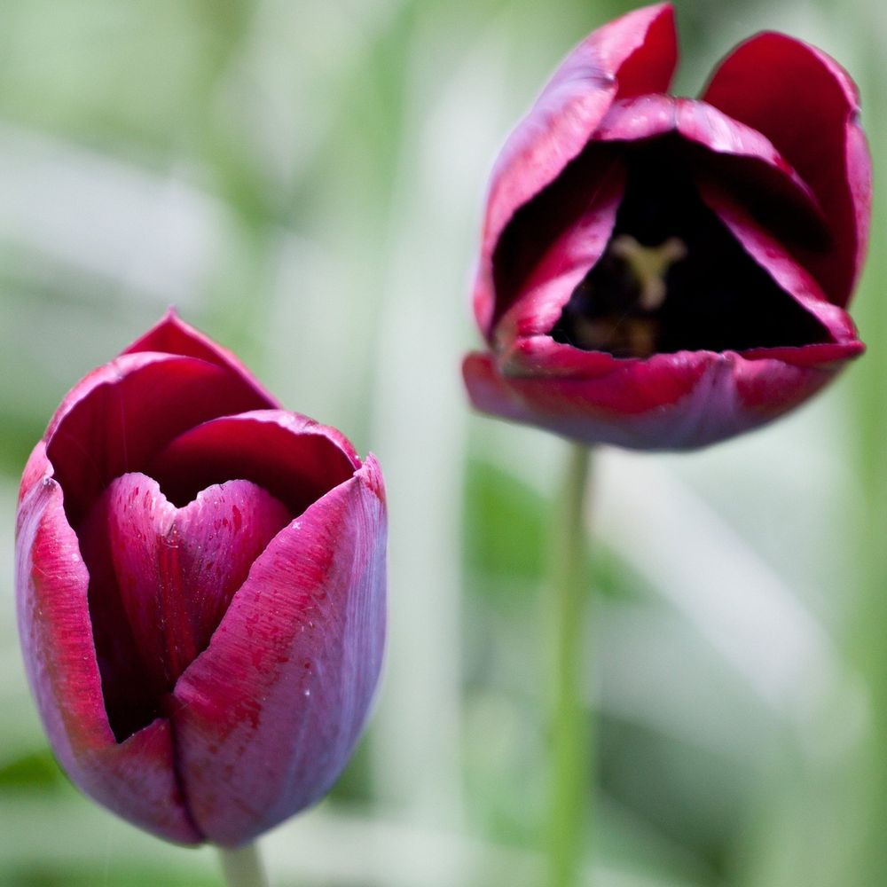 Tulip 'Ronaldo' (5 Bulbs)