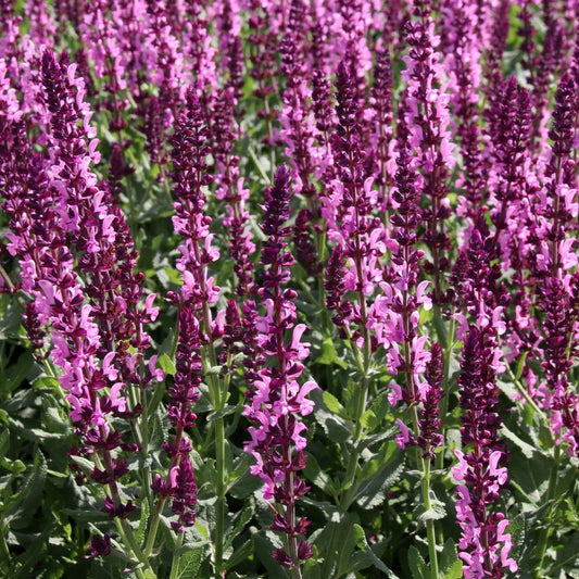 Salvia nemerosa Synchro Pink 9cm