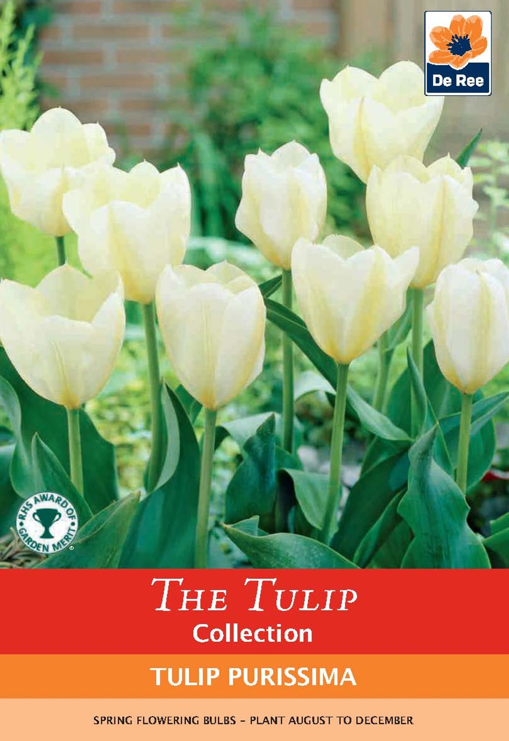 Tulip 'Purissima' (6 Bulbs)