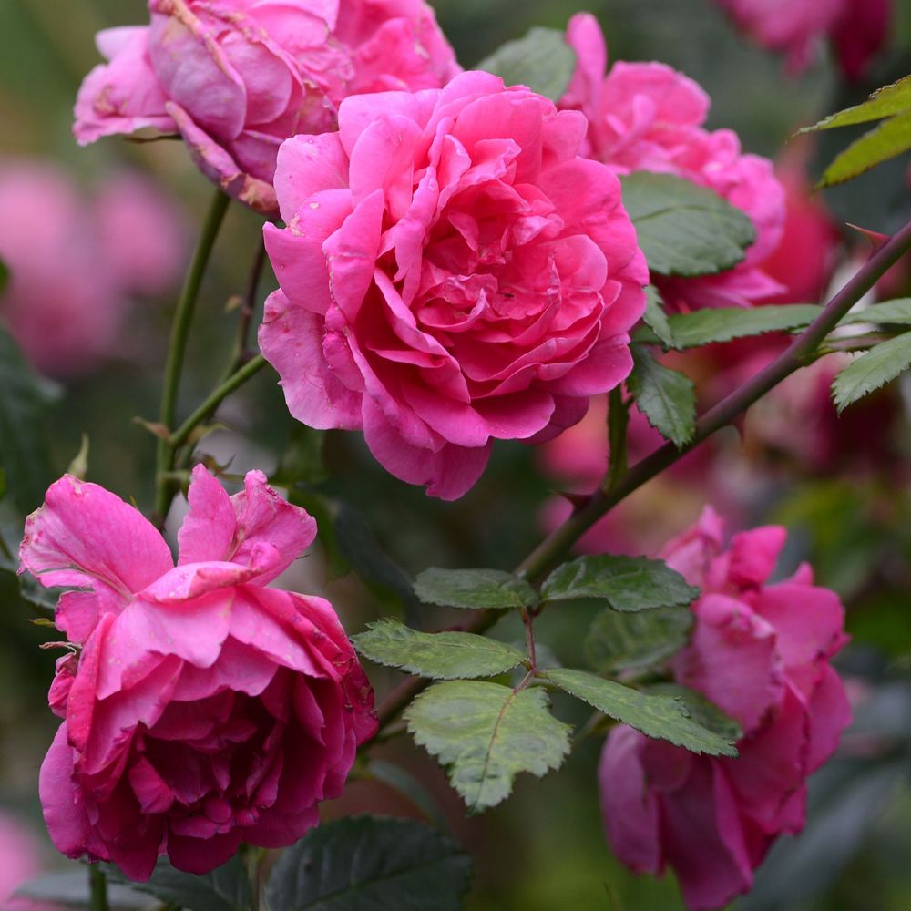 Pink Perpetue | Climbing Rose | 4L Potted Rose (PRE ORDER FOR DECEMBER)