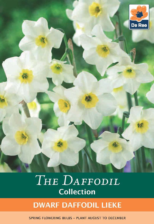 Dwarf Daffodil 'Lieke' (5 Bulbs)