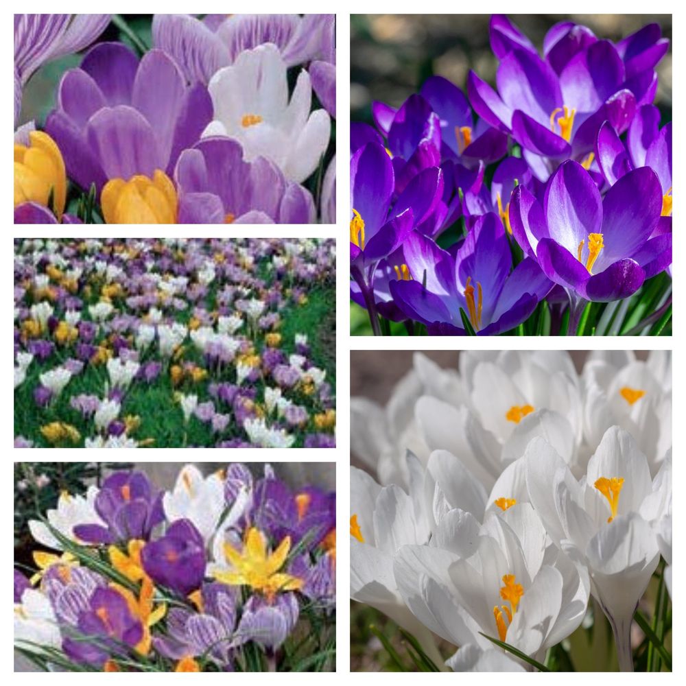 Crocus Large Flowering Mixed (16 Bulbs)