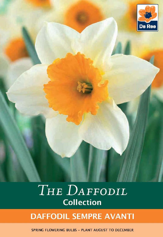 Daffodil 'Sempre Avanti' (5 Bulbs)