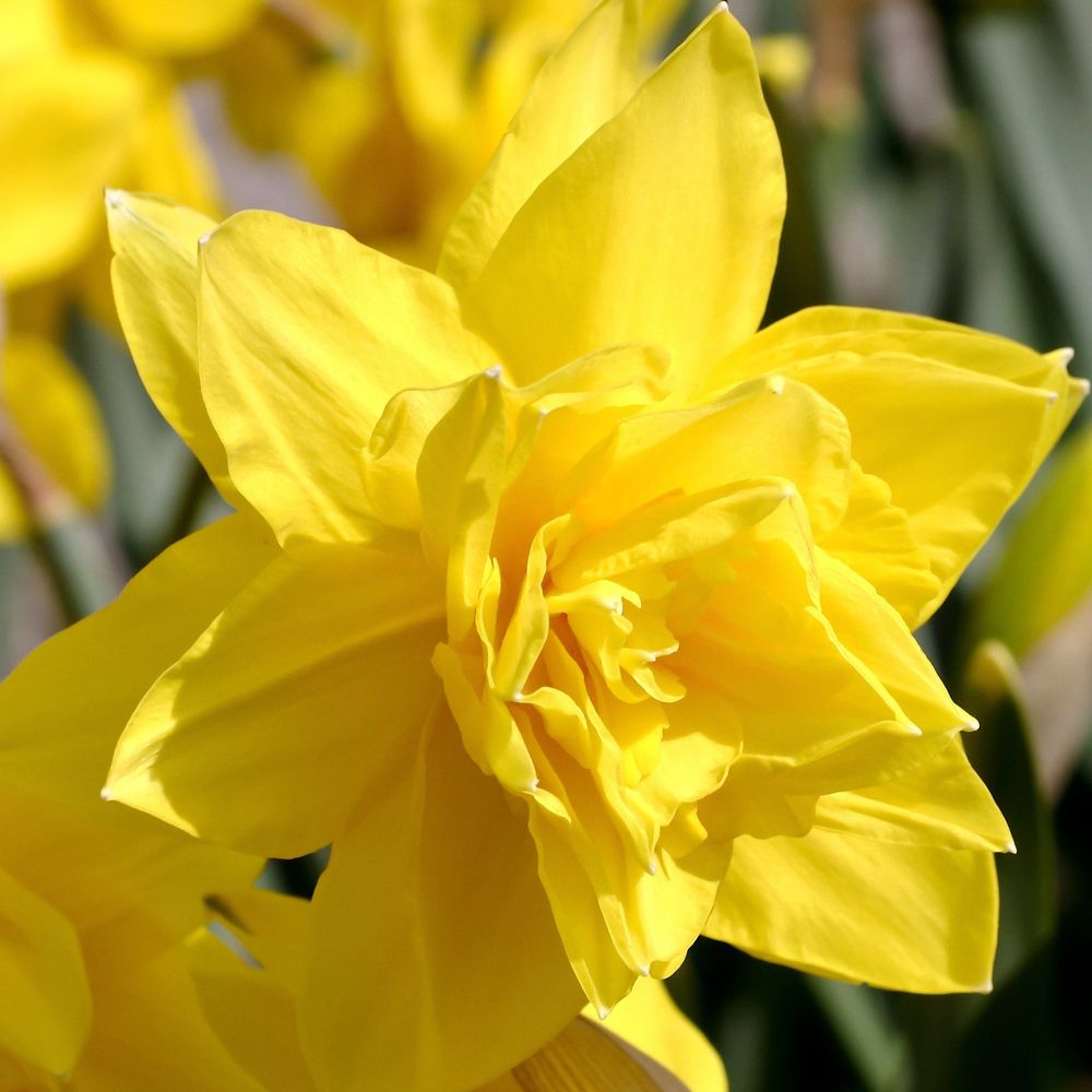 Daffodil 'Golden Ducat' (6 Bulbs)