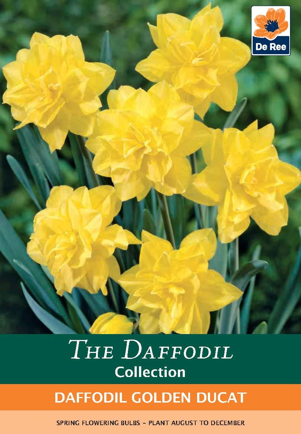 Daffodil 'Golden Ducat' (6 Bulbs)