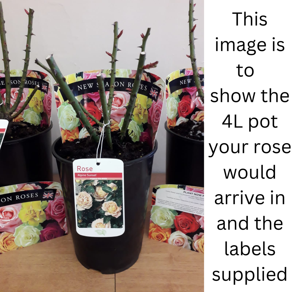 Rose Fragrant Delight | Floribunda Rose | 4L Potted Rose(PRE ORDER FOR DECEMBER)