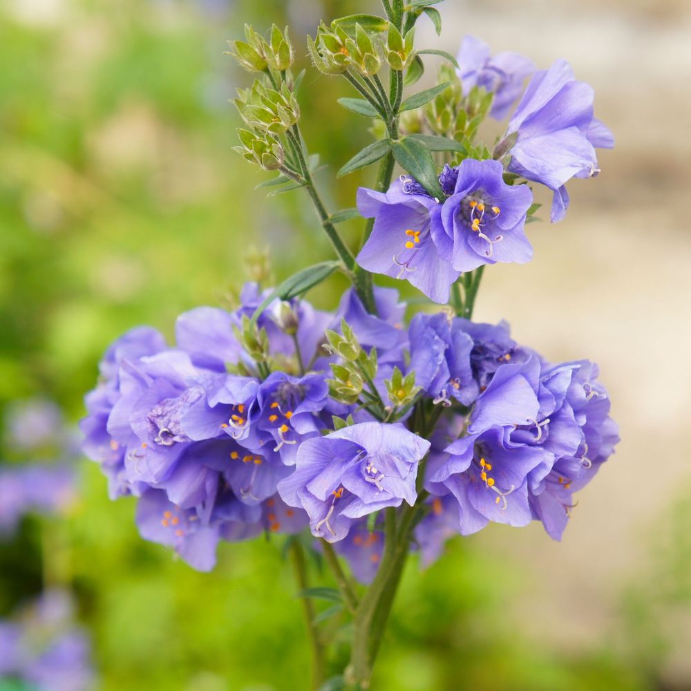 Polemonium caeruleum (Jacob's Lader) Blue 9cm