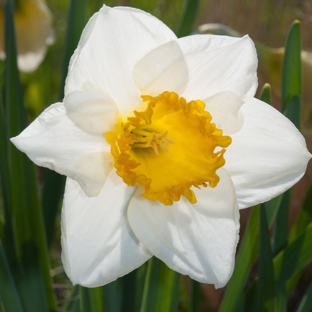 Daffodil 'Sempre Avanti' (5 Bulbs)