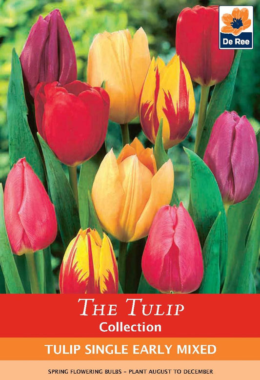 Tulip Single Early Mixed (7 Bulbs)