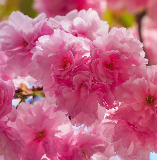 Ornamental Flowering Cherry Blossom Tree Dwarf - Prunus serrulata 'Royal Burgundy' 1m