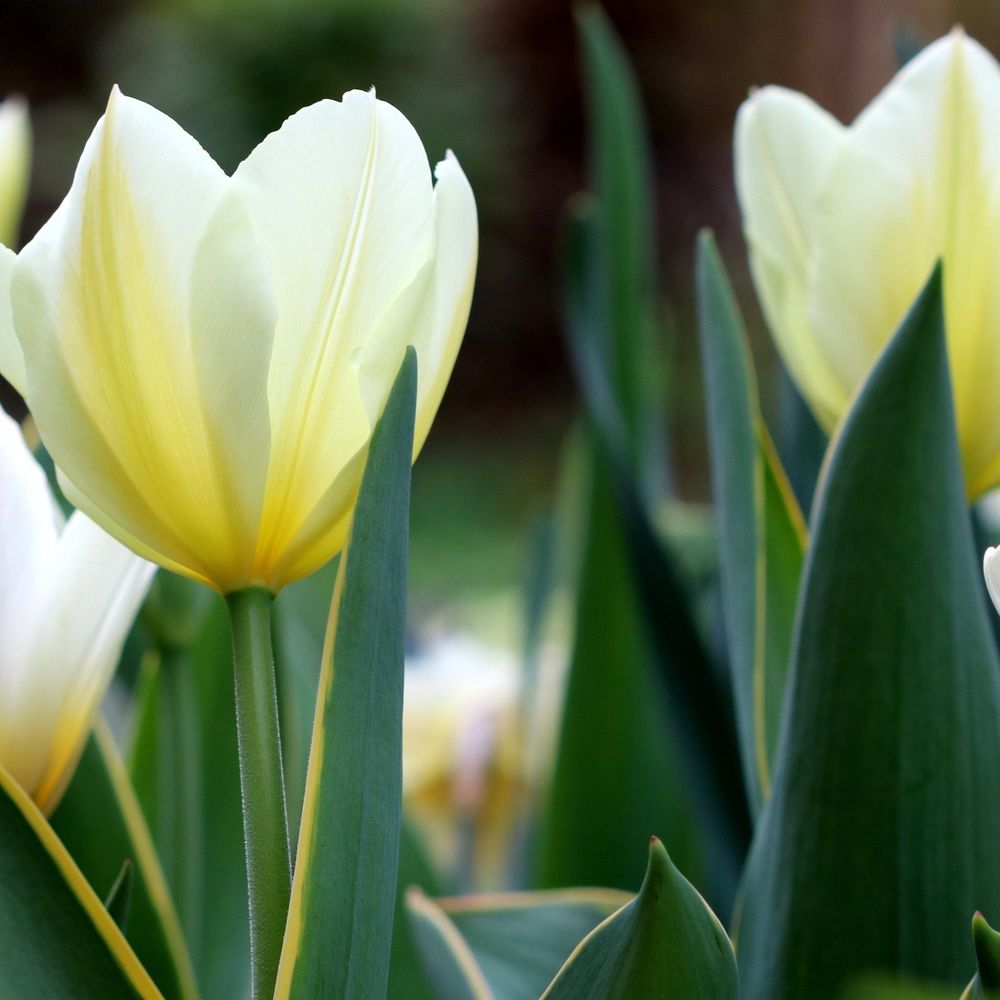 Tulip 'Purissima' (6 Bulbs)