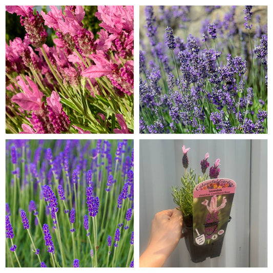 Mix of 3 x Lavender 9cm