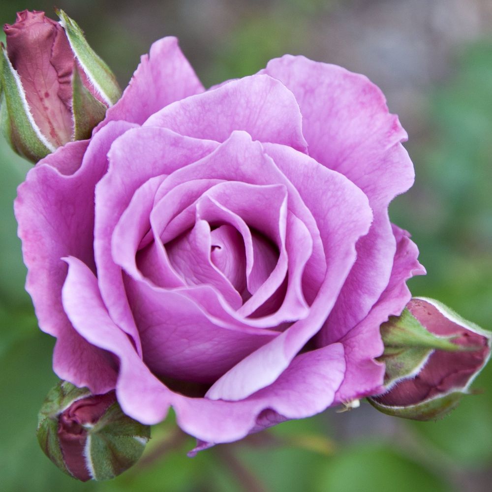 Twice in a Blue Moon Rose | Hybrid Tea | 4L Potted Rose (PRE ORDER FOR DECEMBER)