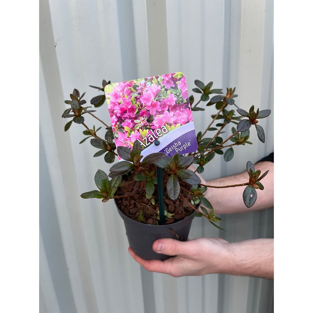 Rhododendron 'Geisha Purple' 1L