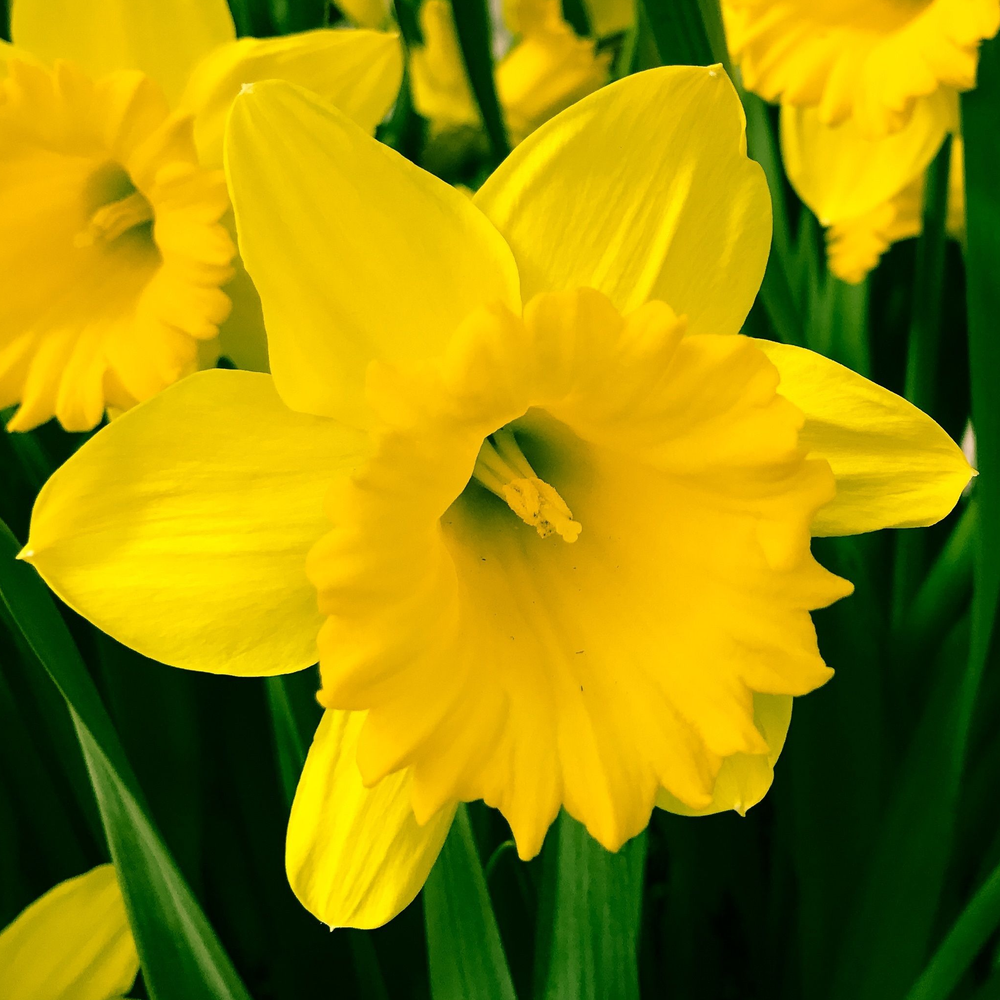 Daffodil 'Yellow Trumpet' (20 Bulbs)