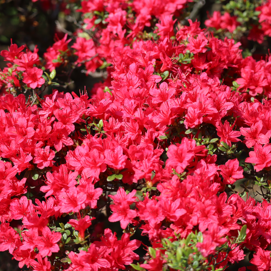 Azalea Hino Crimson 1.5L