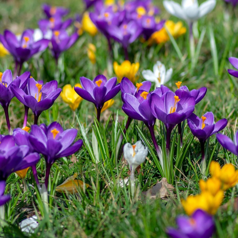 Crocus Large Flowering Mixed (16 Bulbs)