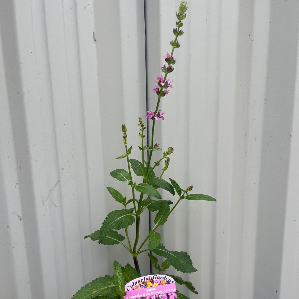 Salvia nemerosa Synchro Pink 9cm