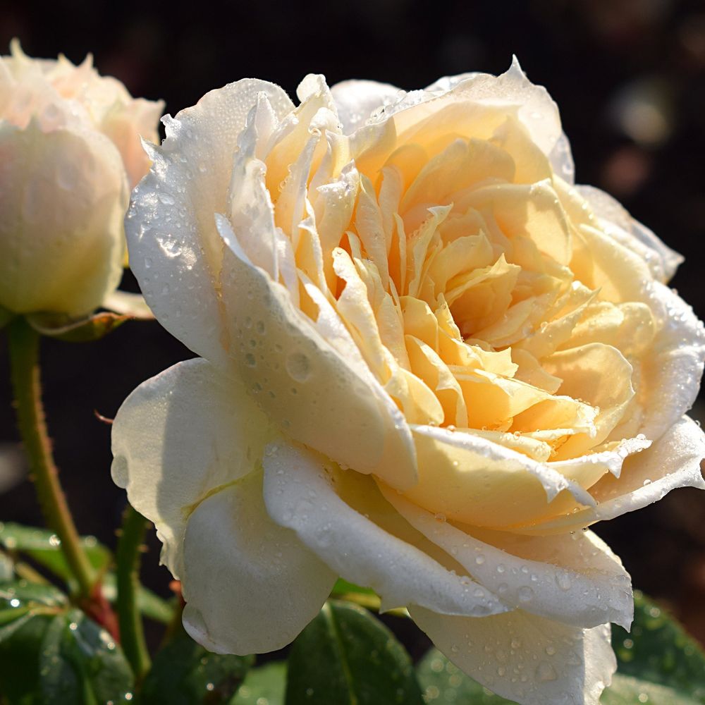 Rose Champagne Moments | Floribunda | 4L Potted Rose (PRE ORDER FOR DECEMBER)