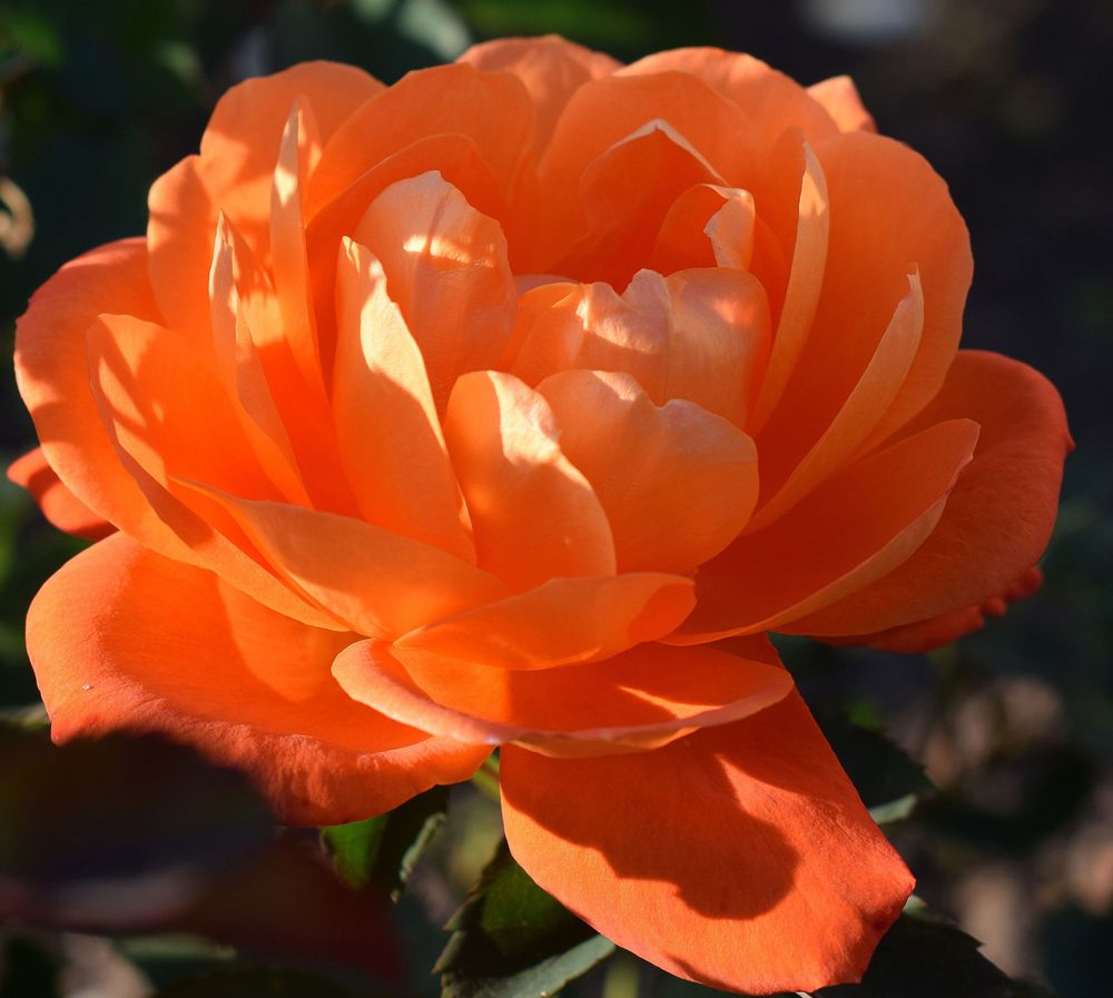 Rose Super Trouper | Floribunda Rose | 4L Potted Rose(PRE ORDER FOR DECEMBER)