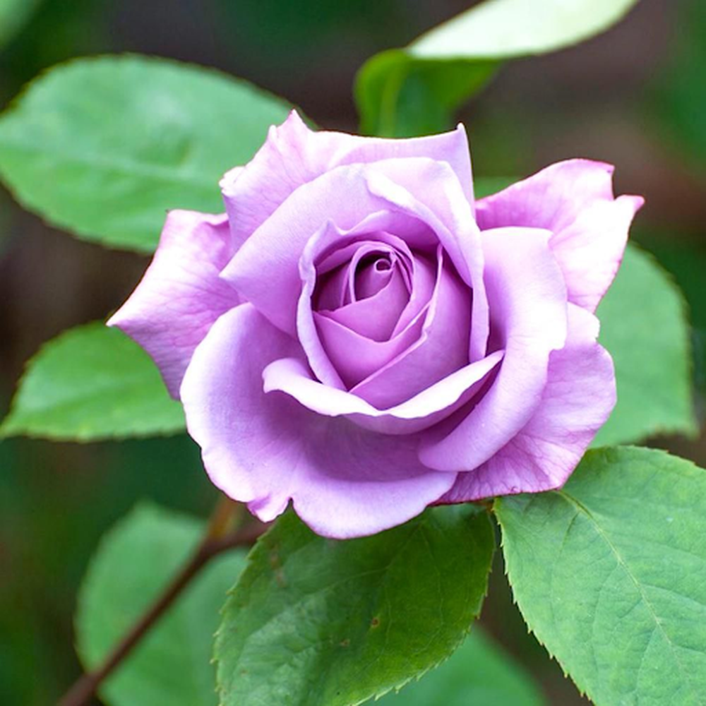 Twice in a Blue Moon Rose | Hybrid Tea | 4L Potted Rose (PRE ORDER FOR DECEMBER)