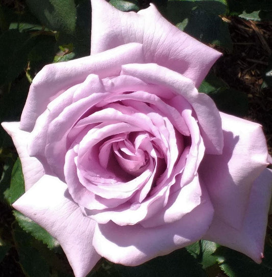 Twice in a Blue Moon Rose | Hybrid Tea | 4L Potted Rose (PRE ORDER FOR DECEMBER)